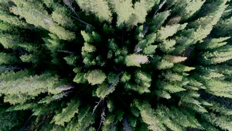 looking down into a colorado pine forest