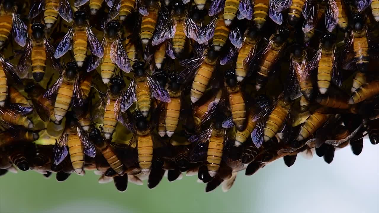 se sabe que las abejas melíferas construyen grandes colonias de nidos con bolsillos simétricos hechos de cera para almacenar miel como fuente de alimento