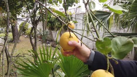 Close-up-of-lemon-tree-with-yellow-fruits-picked-by-hand-in-a-subtropical-garden