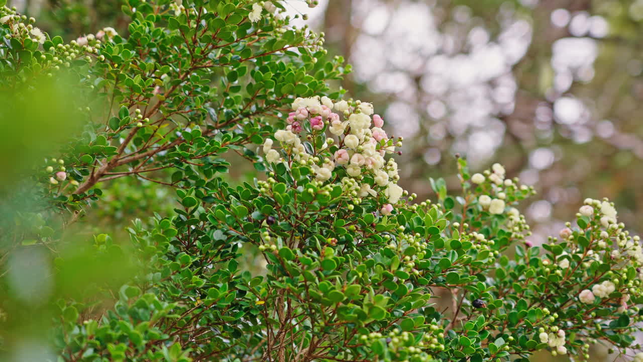 Grøn busk med klaser af hvide og lyserøde blomsterknopper