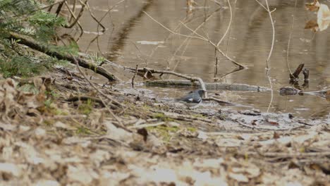 black throated blue warbler searching for food next at river bank, low angle