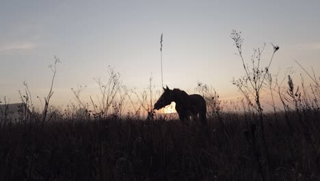 Wildes-Braunes-Pferd-Frisst-Gras-Bei-Sonnenuntergang.-Zeitlupe-Aus-Niedrigem-Winkel