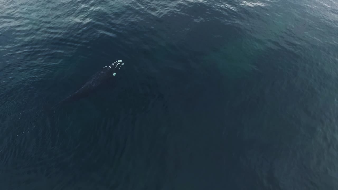 파타고니아의 평평한 표면에서 천천히 헤엄치는 어린 고래, 공중 촬영
