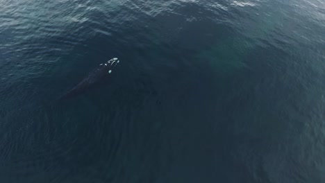 a young whale swimming slowly on the flat surface of patagonia, aerial shot