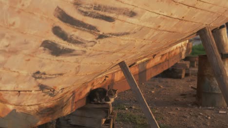 cat sitting under old wooden carvel built boat