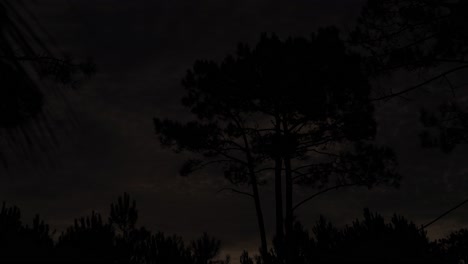 silhouette of trees and flying clouds during sunset time and dark night in uruguay,time lapse