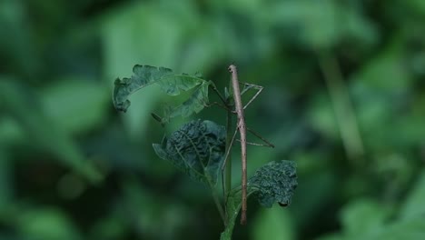 Macro shot of a parthenogenic incomplete metamorphosis walking stick insect phasmatodea eating green vegetation leaves with beautiful green bokeh effect background