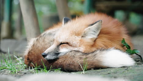 red fox calmly sleeping on the ground - zao fox village at miyagi, japan