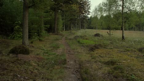 Spur-Im-Wald,-Kamerabewegung,-Kamera-Tracking-Dolly-Auf-Einem-Steadicam-Gimbal-Stabilisator,-Keine-Menschen