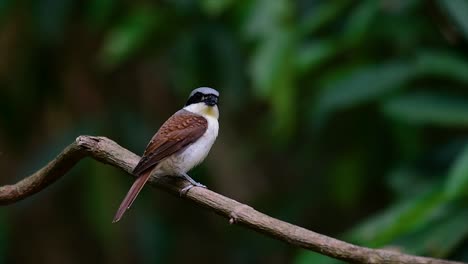 The-Tiger-Shrike-got-its-name-from-the-Tiger-like-pattern-on-its-feathers-as-it-is-also-a-predator-of-a-bird-that-feeds-on-insects,-very-small-mammals,-and-even-birds-of-its-size