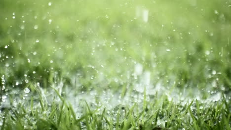 rain drops falling in the grass in slow motion super camera 4k at 240 fps