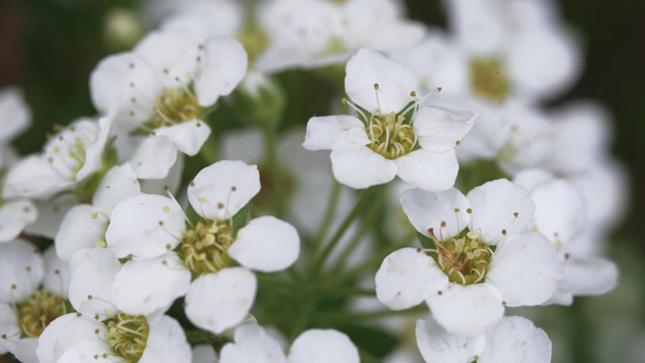 Elegante tenerezza: alberi in fiore bianchi durante la stagione