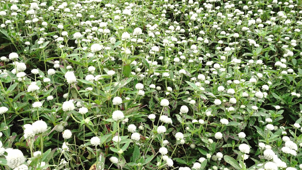 Un campo denso di fiori bianchi di amaranto globoso sotto la luce naturale del giorno