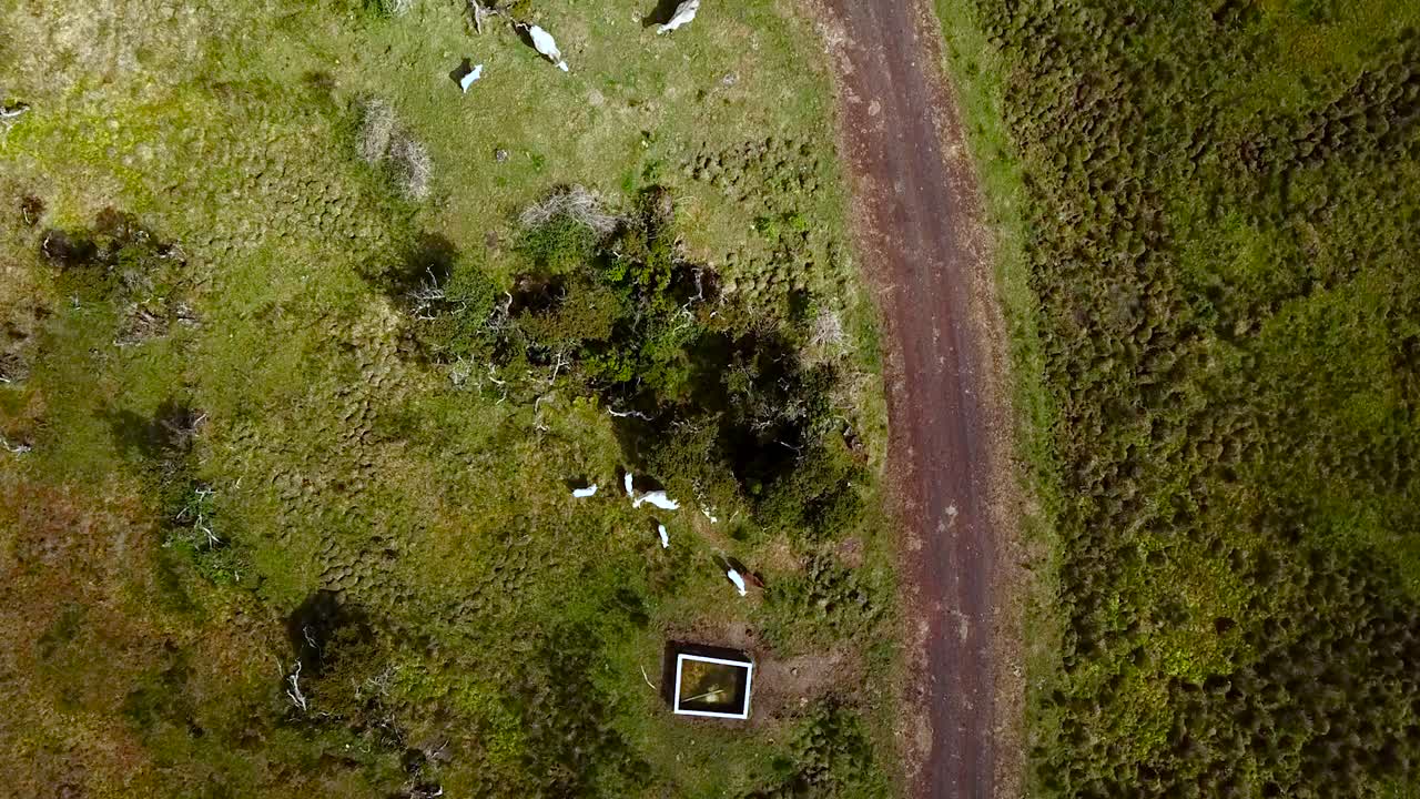 vista aérea de arriba hacia abajo de vacas al lado de la carretera y gente caminando en la isla de pico, azores