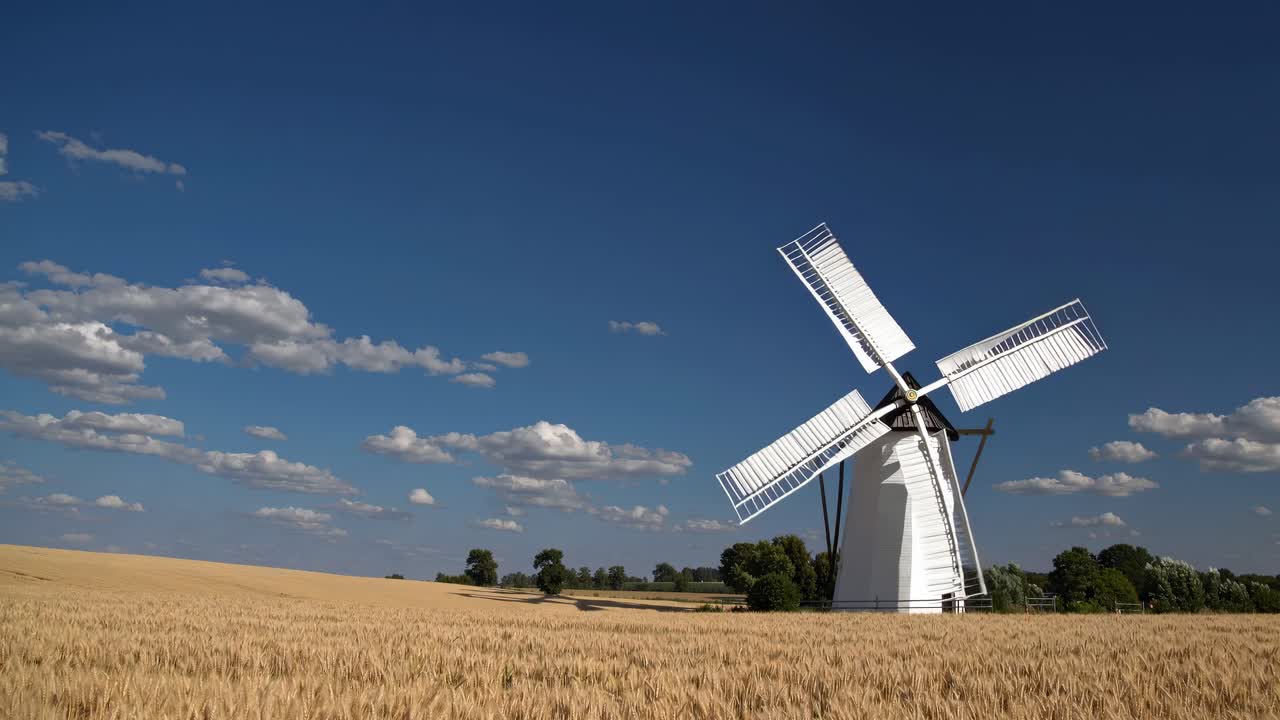 A low-angle video shot of a classic white windmill in a golden wheat field under a clear blue sky