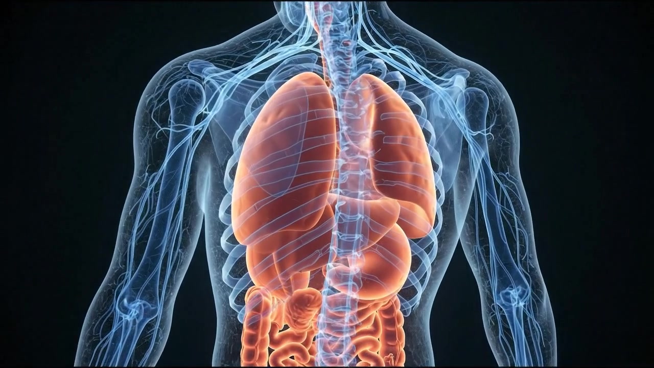 Anatomia trasparente di tutto il corpo con cervello, cuore, polmoni e apparato digerente illuminati