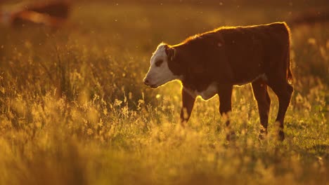 un ternero joven en un prado dorado al atardecer