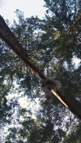 rope swing in the woods