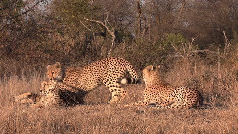 a group of cheetahs lounge and wrestle playfully under the golden glow of the hot african sun