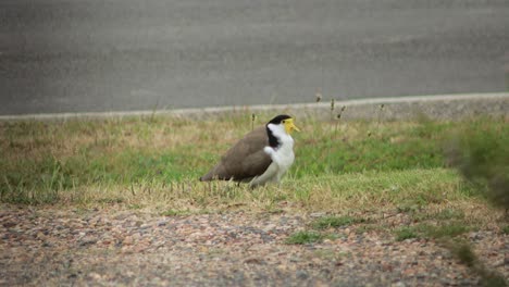 masked lapwing plover sitting with baby chick nesting under wing, near roadside