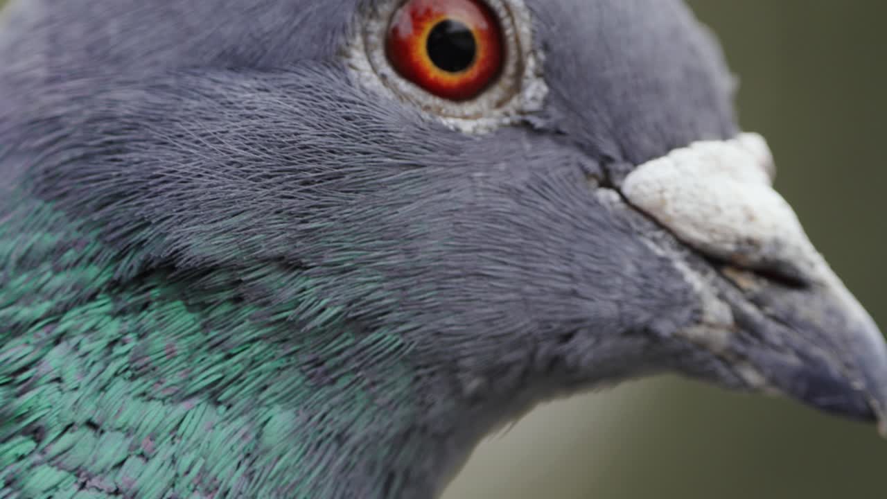 Profile close up of a pigeon's head with the focus on the red and yellow eye of the bird