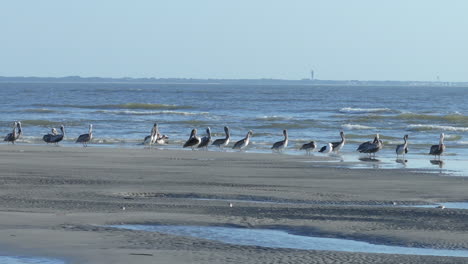 pelicans on the beach