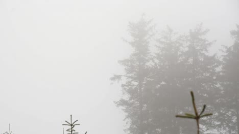 large spruce trees moving slowly in foggy weather