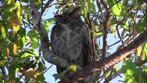 A-great-horned-owl-peers-down-from-a-tree-in-the-forest-3