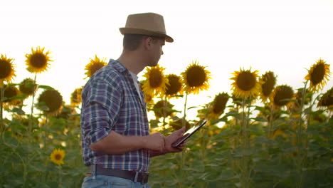 Ein-Junge-Mit-Strohhut-Läuft-An-Einem-Sommerabend-über-Ein-Feld-Mit-Großen-Sonnenblumen-Und-Schreibt-Informationen-Darüber-Auf-Sein-Elektronisches-Tablet.