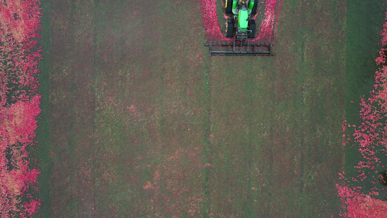 A harrow tractor slowly works its way through a cranberry bog gently knocking cranberries off their vine allowing their buoyancy to float them to the water's surface