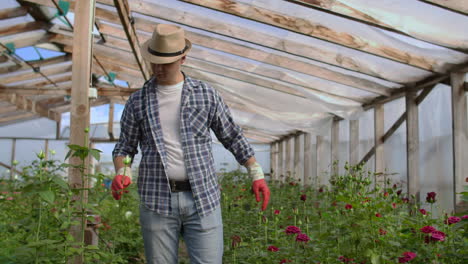 A-male-gardener-is-walking-through-a-greenhouse-with-gloves-looking-and-controlling-the-roses-grown-for-his-small-business.-Florist-walks-on-a-greenhouse-and-touches-flowers-with-his-hands