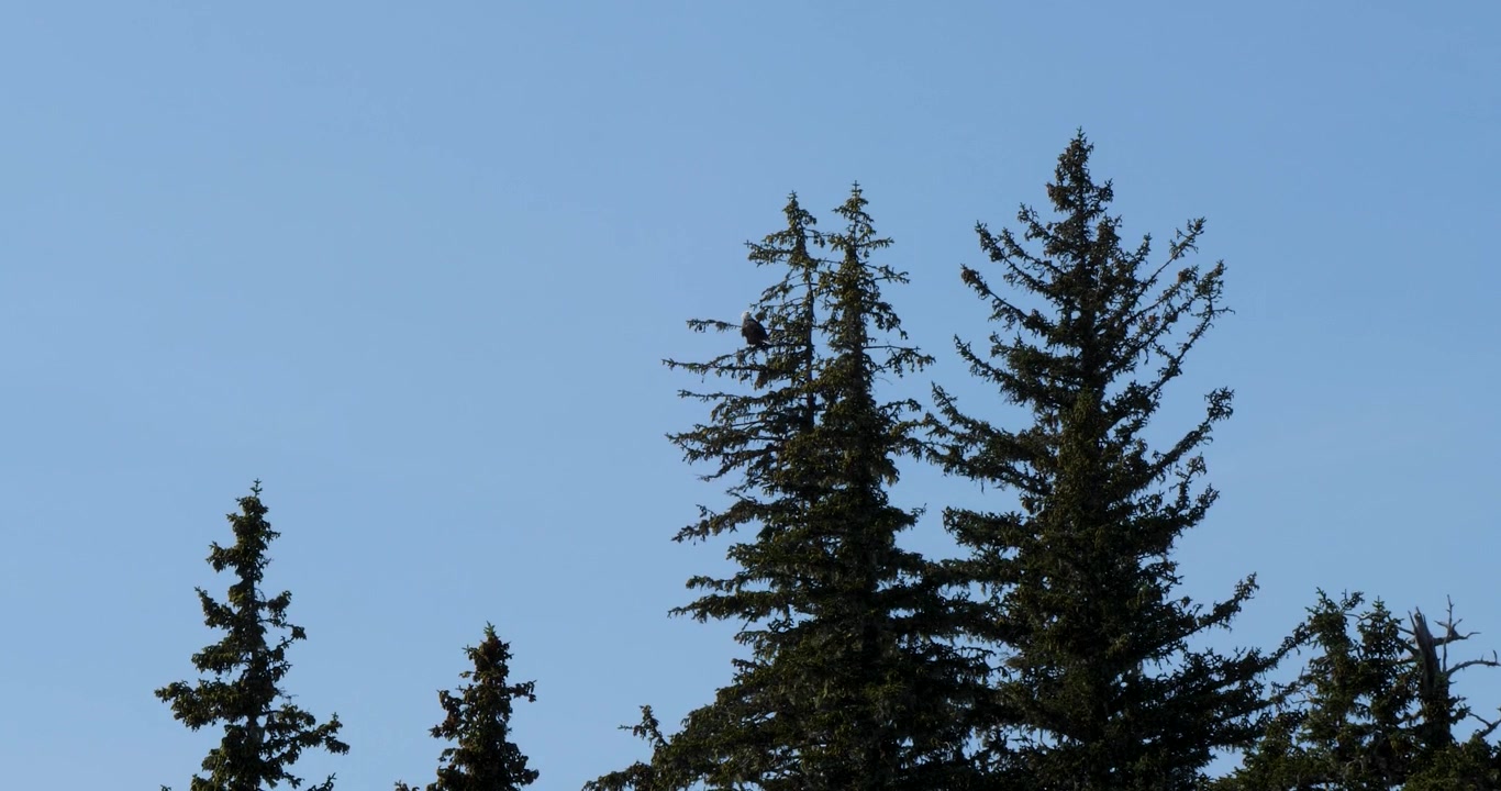 Aquila calva che riposa su un ramo di pino, Juneau, Alaska.