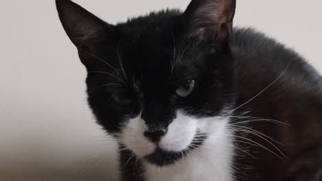 cute black and white cat against white background - close up