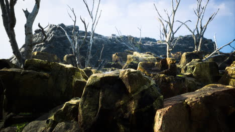 rocky terrain with dried trees under a clear sky in a remote area