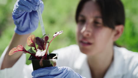 tenga cuidado de no regar en exceso sus plantas suculentas