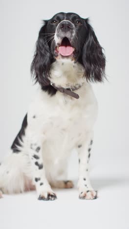 vertical shot of dog panting