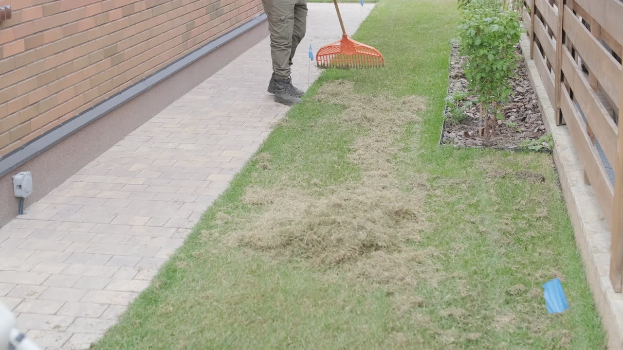 Person Raking Dead Grass from a Residential Lawn