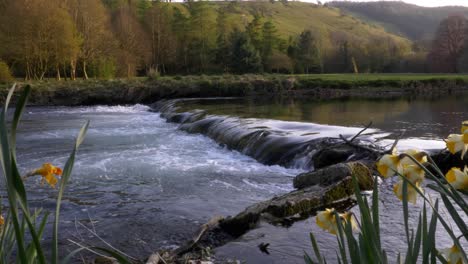 Herrlicher-Morgendlicher-Blick-Auf-Den-Fluss-Wye-Durch-Narzissen,-Im-Peak-District-In-Derbyshire,-Großbritannien