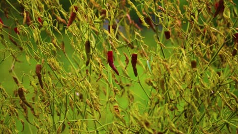 Herbsternte-Roter-Kashmiri-Chilis:-Eine-Wunderschöne-Szene-Einer-Roten-Chili-Pflanze-Im-Spätherbst,-Die-Getrocknete-Pflanzen-Zeigt,-An-Denen-Noch-Leuchtende-Chilis-Hängen