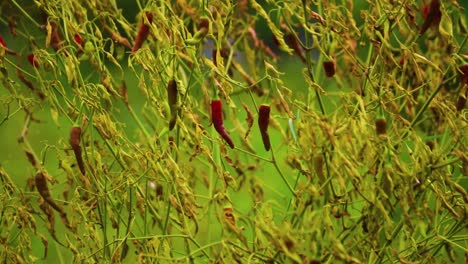 la cosecha de otoño de los chiles rojos de cachemira: una hermosa escena de la planta de pimienta roja a finales del otoño, que muestra la planta seca con chiles vibrantes que todavía cuelgan