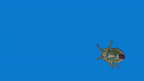 insecto apestoso verde, fondo azul, pantalla azul