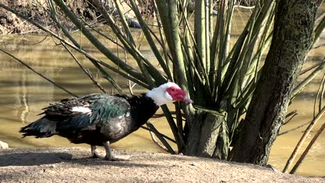pato doméstico en una granja cerca de un estanque