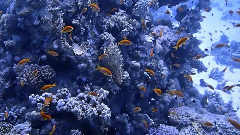 underwater shots while diving on a colorful reef with many fishes.