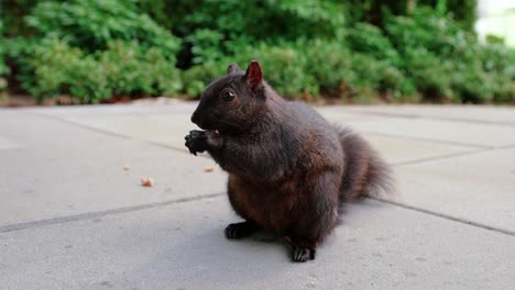 cute-black-squirrel-eating-nuts-in-the-backyard