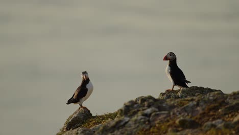 puffins perched on rocks and cliffs by the sea on the coast of skomer island, atlantic puffin perched on a rock, perching on cliffs with coastal scenery, uk birds and wildlife