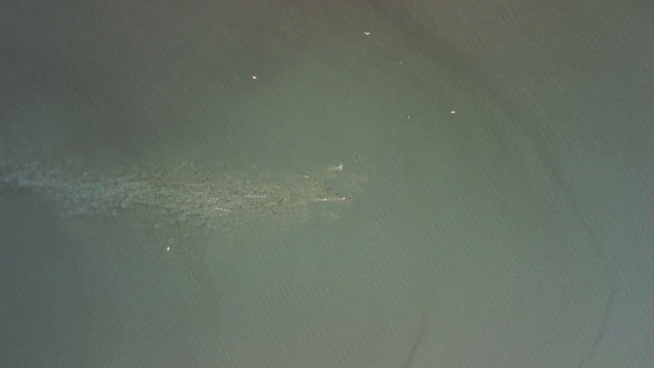 vista a vista de pájaro de una bandada de aves persiguiendo y alimentándose de peces en un lago