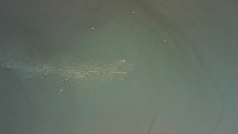 Birdseye-view-of-a-flock-of-birds-chasing-and-feeding-on-fish-in-a-lake