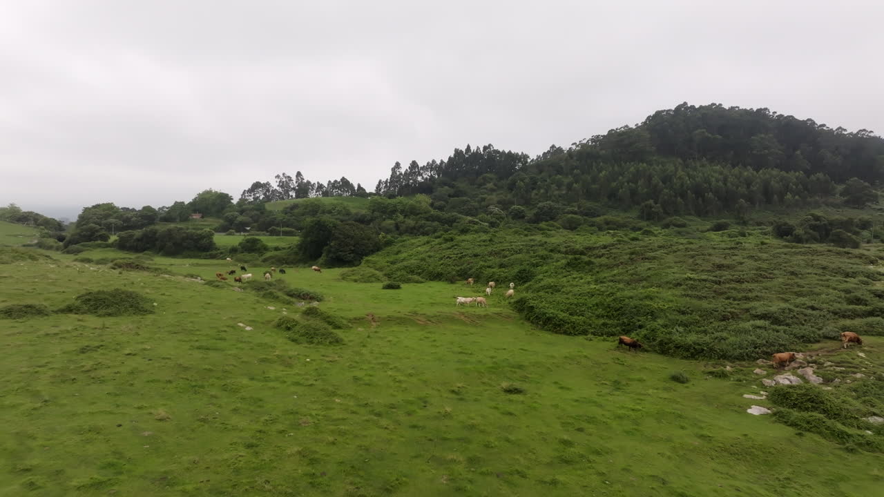 Cows Grazing in a Green Meadow with Mountains in the Background ...