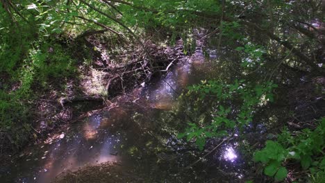 the ancient forest with swamp in the wild, panning