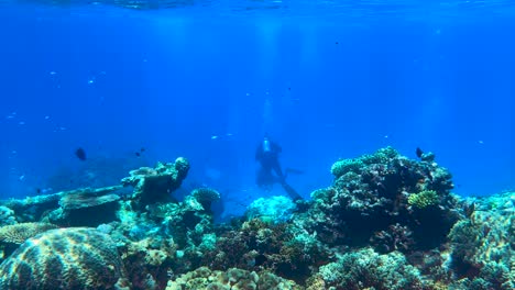 4k hdr submarino de la gran barrera de coral en queensland, australia en diciembre de 2022